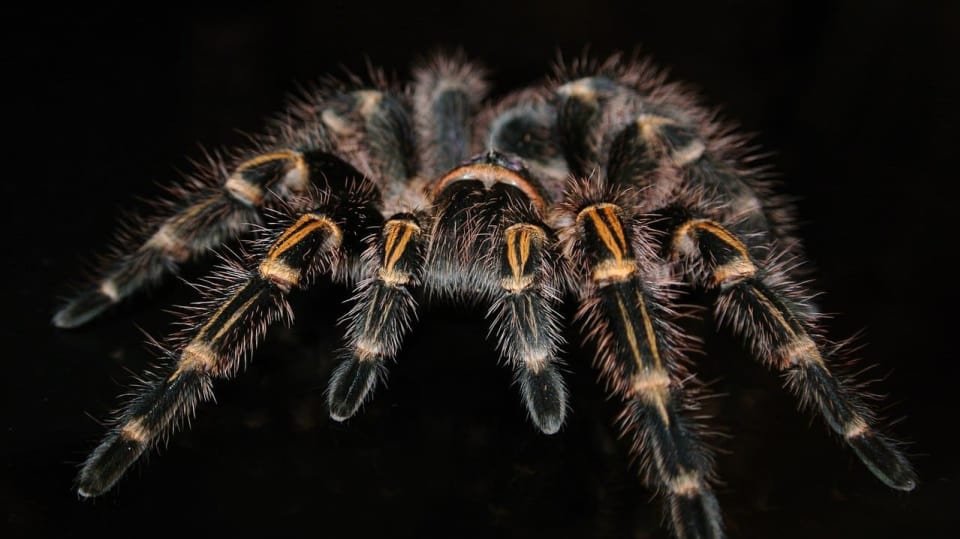 Sklípkan rodu Grammostola - miláček nebo strašák?